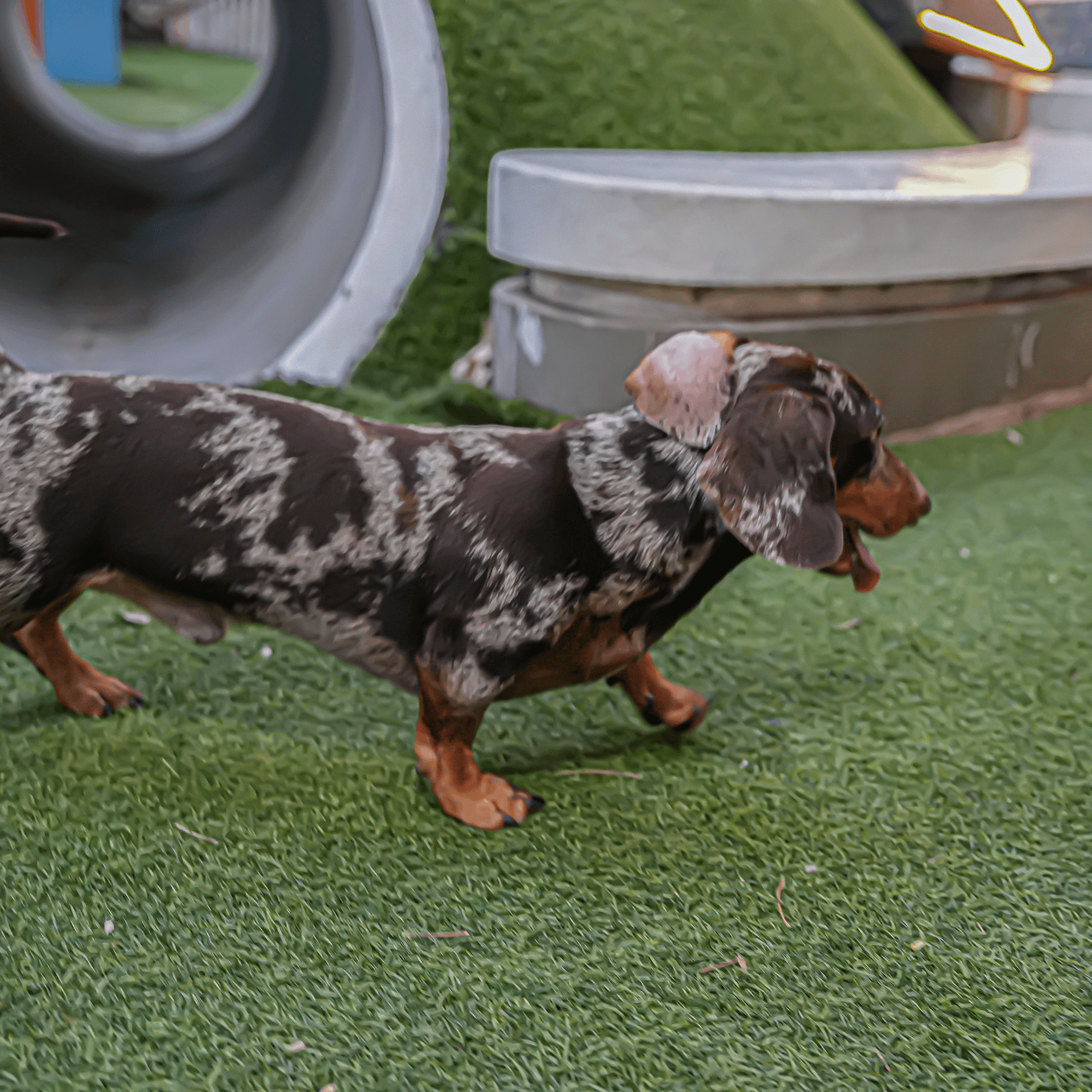 Artificial grass installed in backyard for low maintenance landscaping