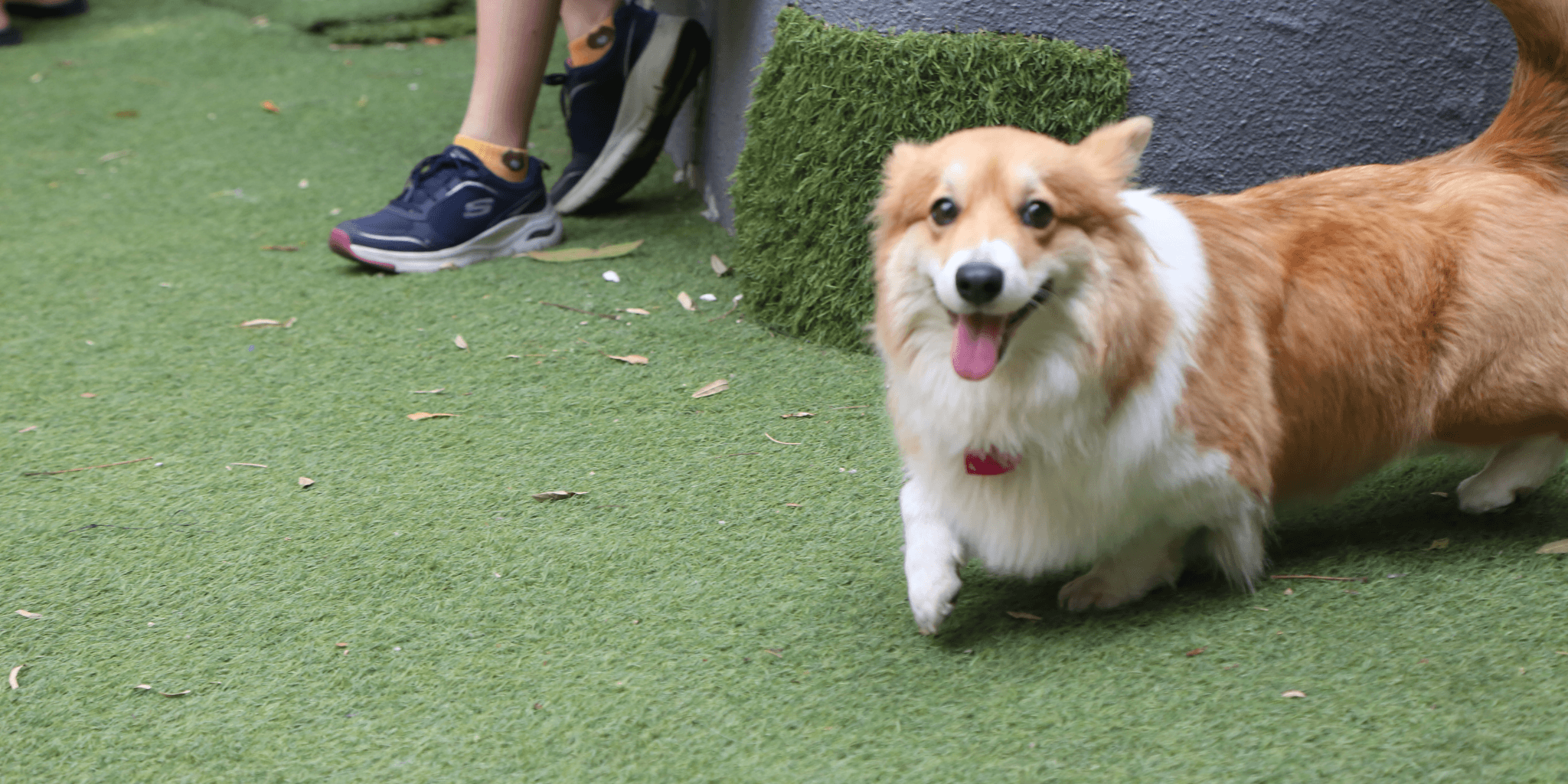 Artificial turf installed in backyard with pet friendly and low maintenance surface