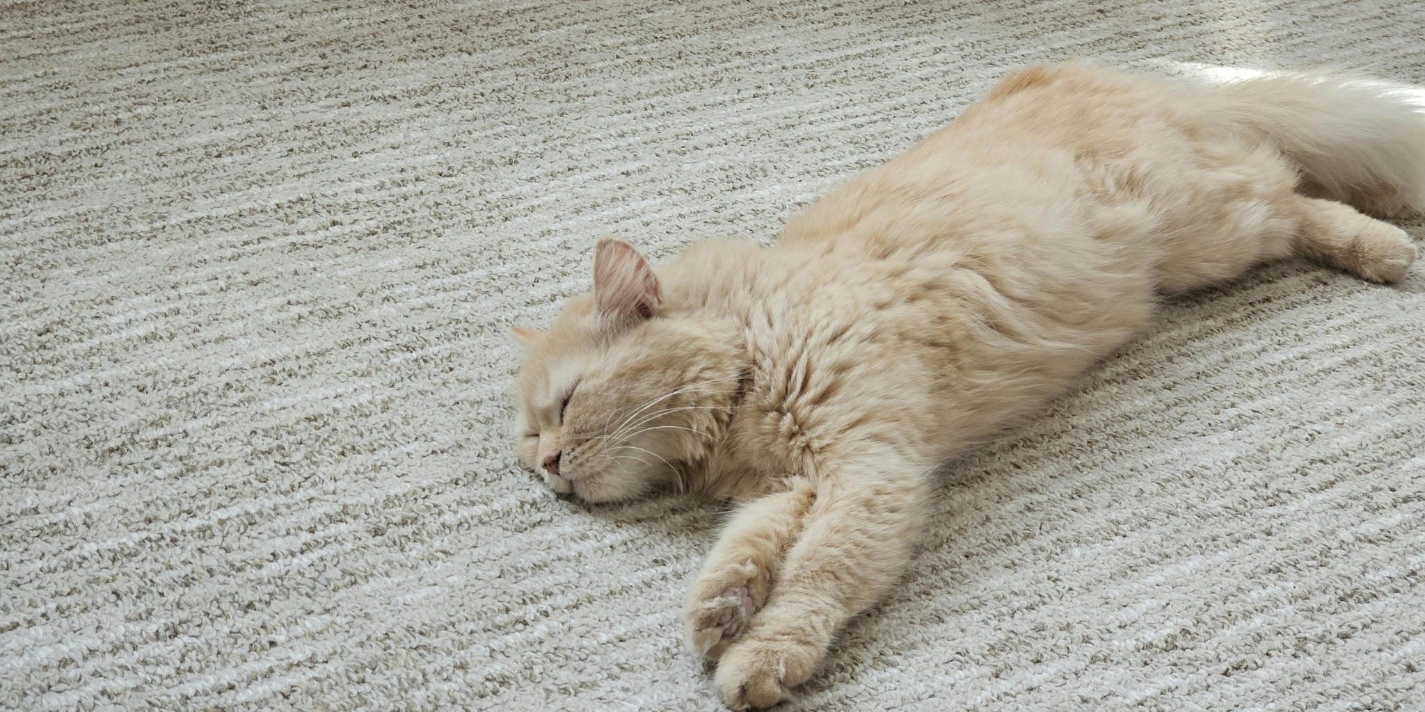 Soft carpet flooring texture in residential space for comfort and warmth