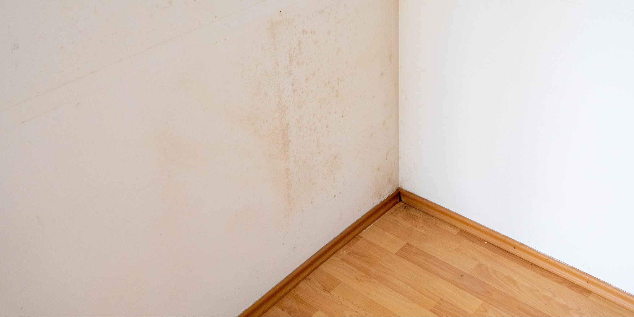 Moisture testing for rising damp along wall and subfloor area